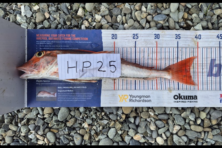Joshua Gordon caught this 38.0cm Gurnard at West Coast during The Hirepool Baitmates Fishing Comp