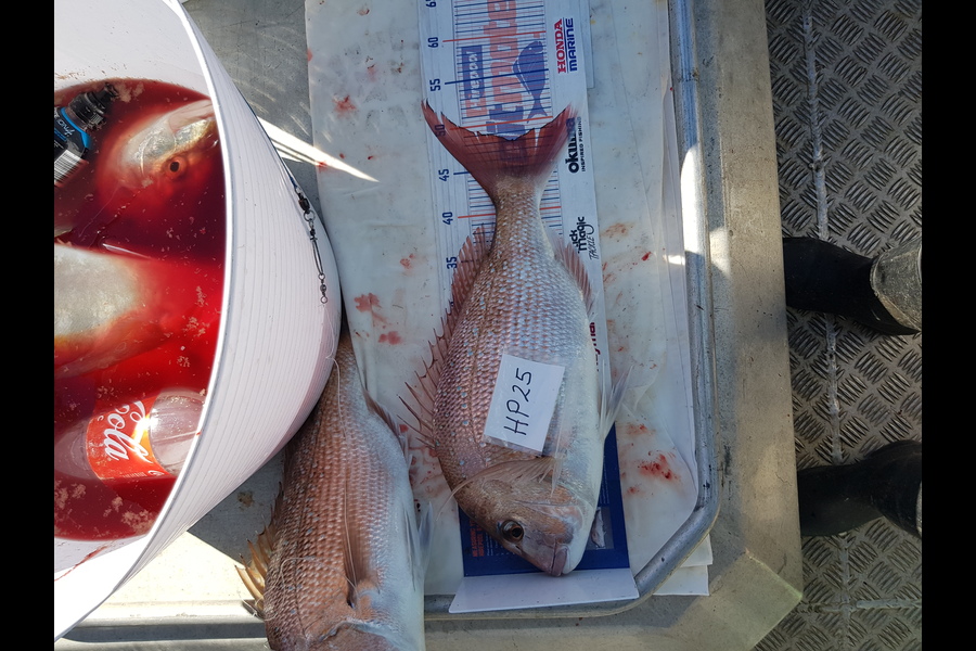 Carolyn Rose caught this 48.0cm Snapper at Nelson/Marlborough during The Hirepool Baitmates Fishing Comp