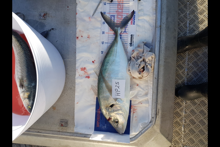 Carolyn Rose caught this 55.0cm Trevally at Nelson/Marlborough during The Hirepool Baitmates Fishing Comp