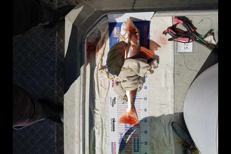 Carolyn Rose caught this 46.0cm Gurnard at Nelson/Marlborough during The Hirepool Baitmates Fishing Comp