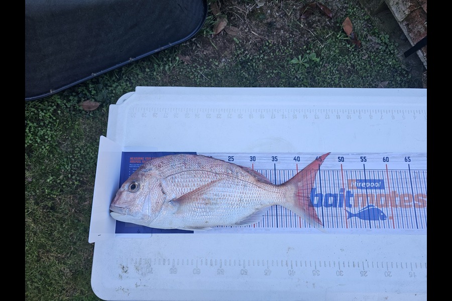 Ben Coutts Coutts caught this 42.0cm Snapper at Waikato during The Hirepool Baitmates Fishing Comp