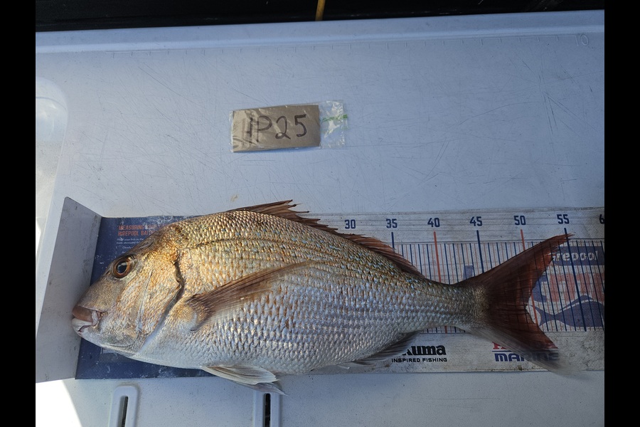 David Kovacs caught this 49.0cm Snapper at Wellington during The Hirepool Baitmates Fishing Comp