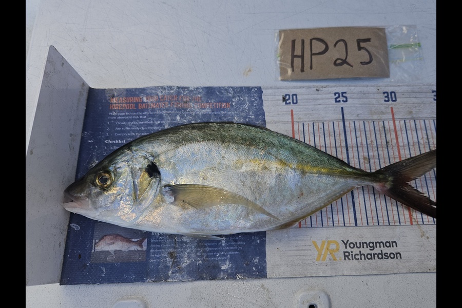 David Kovacs caught this 30.0cm Trevally at Wellington during The Hirepool Baitmates Fishing Comp