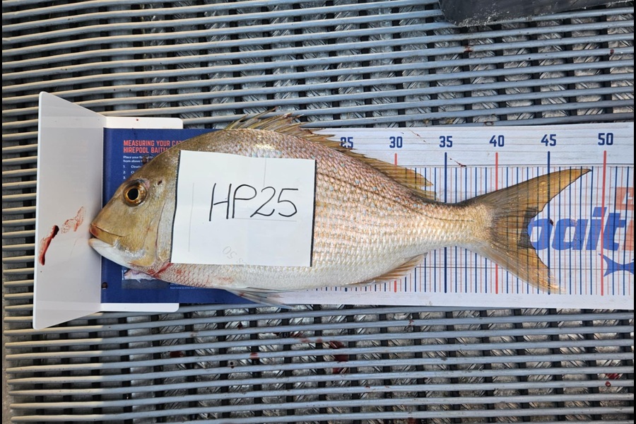 Wayne Vickers caught this 43.0cm Snapper at Bay of Plenty during The Hirepool Baitmates Fishing Comp