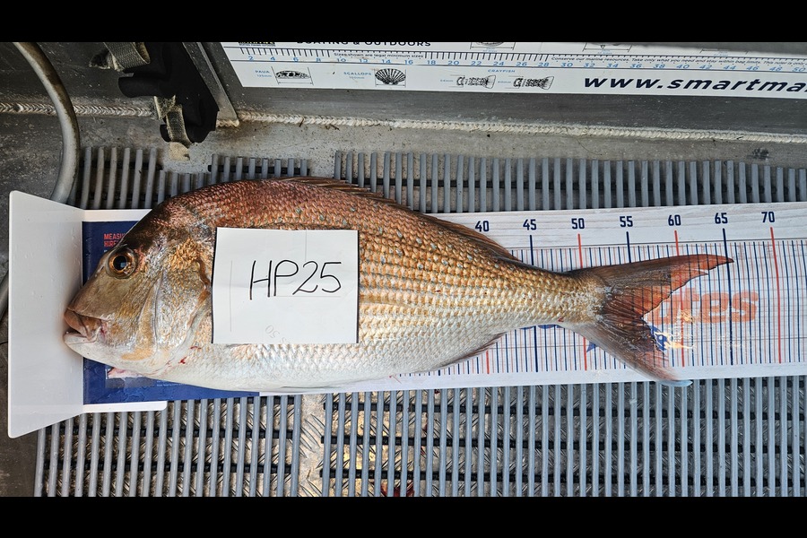 Isabel Vickers caught this 55.5cm Snapper at Bay of Plenty during The Hirepool Baitmates Fishing Comp