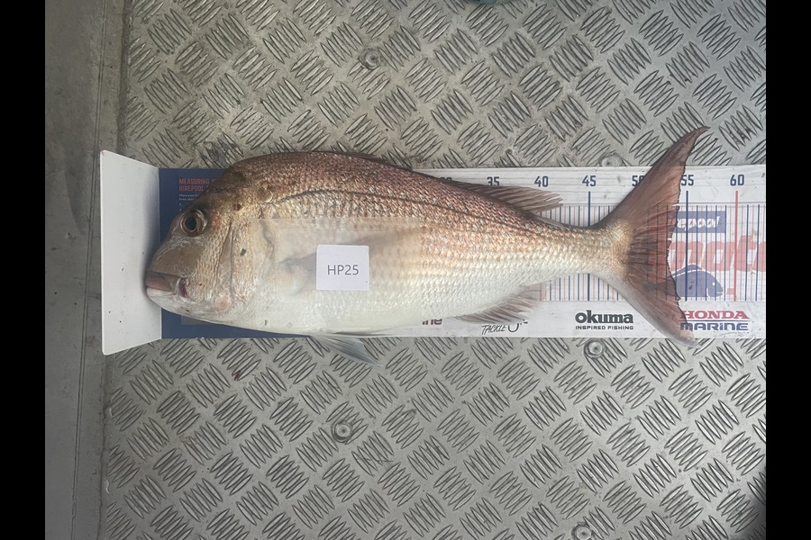 Conchur Higgins caught this 53.0cm Snapper at Coromandel during The Hirepool Baitmates Fishing Comp