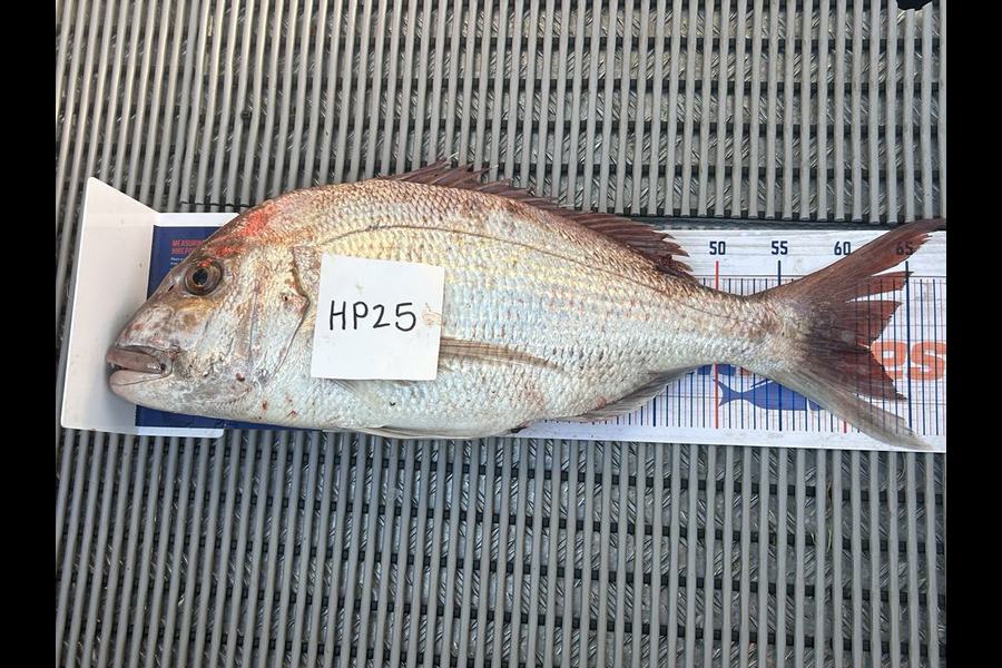 Shayelah Clark-Hobson caught this 62.0cm Snapper at Northland during The Hirepool Baitmates Fishing Comp