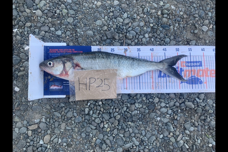 Rosie Phillips caught this 47.5cm Kahawai at Northland during The Hirepool Baitmates Fishing Comp