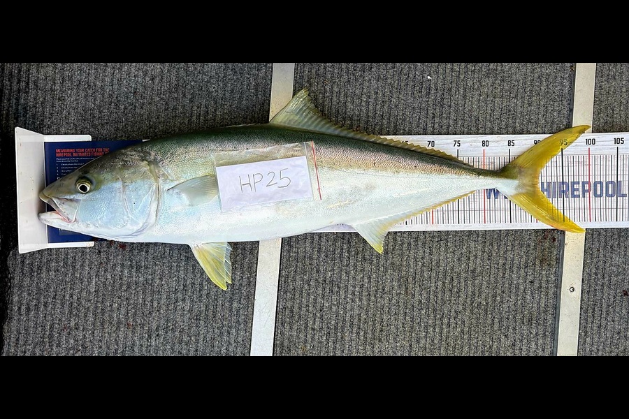 Kendyl Van Dragt caught this 90.5cm Kingfish at Bay of Plenty during The Hirepool Baitmates Fishing Comp