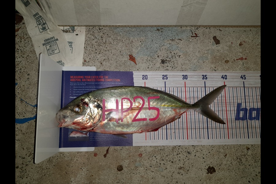 Gareth Mouat caught this 35.5cm Trevally at Bay of Plenty during The Hirepool Baitmates Fishing Comp
