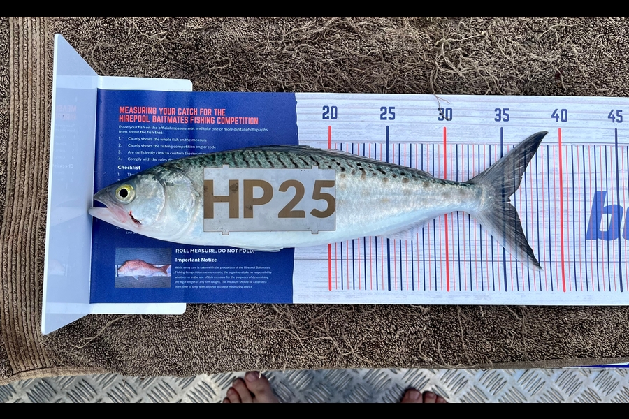 Steven Scapens caught this 35.5cm Kahawai at Bay of Plenty during The Hirepool Baitmates Fishing Comp