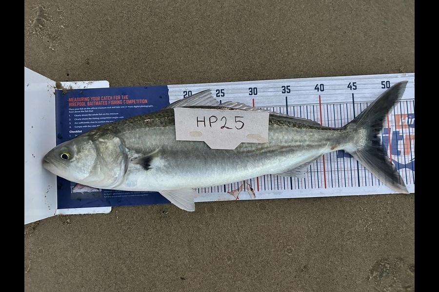 Michelle Hume caught this 48.5cm Kahawai at Northland during The Hirepool Baitmates Fishing Comp