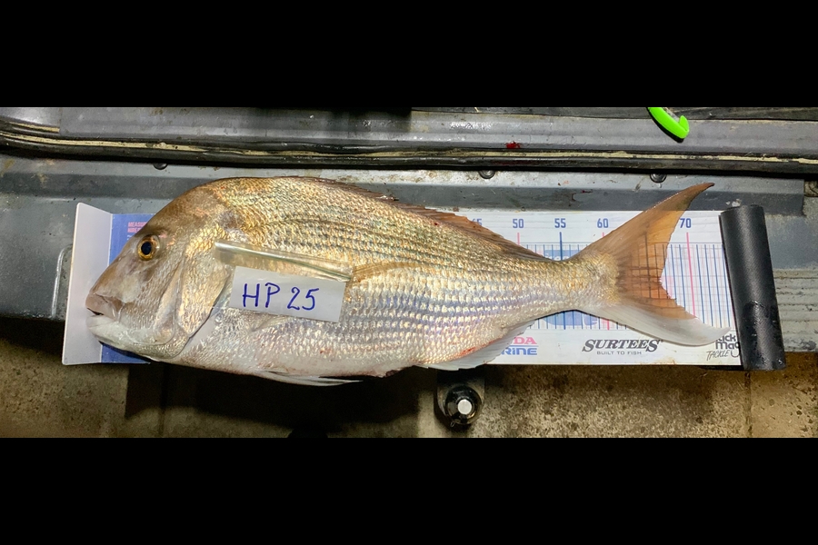 John Ra caught this 66.0cm Snapper at Northland during The Hirepool Baitmates Fishing Comp