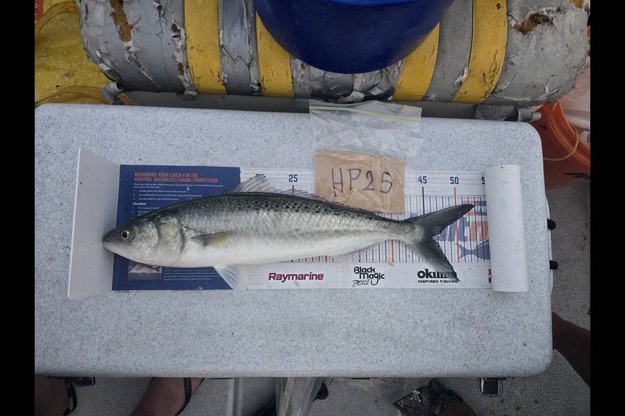 Frazer Hope caught this 46.0cm Kahawai at Bay of Plenty during The Hirepool Baitmates Fishing Comp