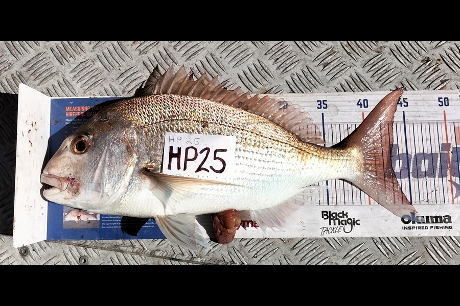 Joel Rangi caught this 43.0cm Snapper at Bay of Plenty during The Hirepool Baitmates Fishing Comp