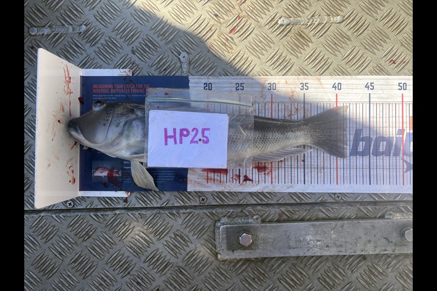 Johnny Chambers caught this 41.5cm Blue Cod at Canterbury during The Hirepool Baitmates Fishing Comp