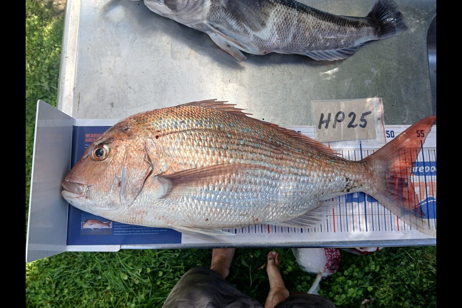 Timothy Beale caught this 52.5cm Snapper at Wairarapa
 during The Hirepool Baitmates Fishing Comp