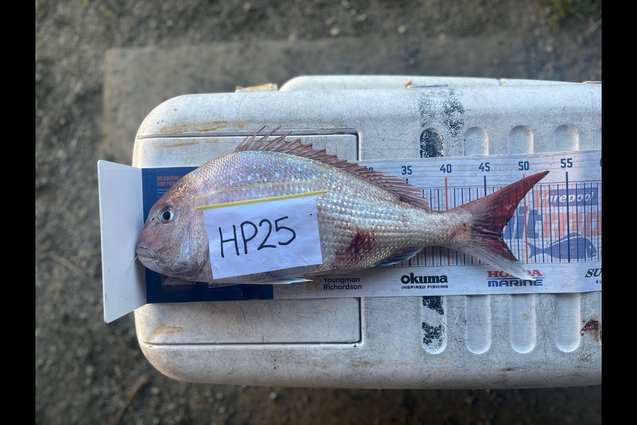 Laura Young caught this 46.5cm Snapper at Nelson/Marlborough during The Hirepool Baitmates Fishing Comp