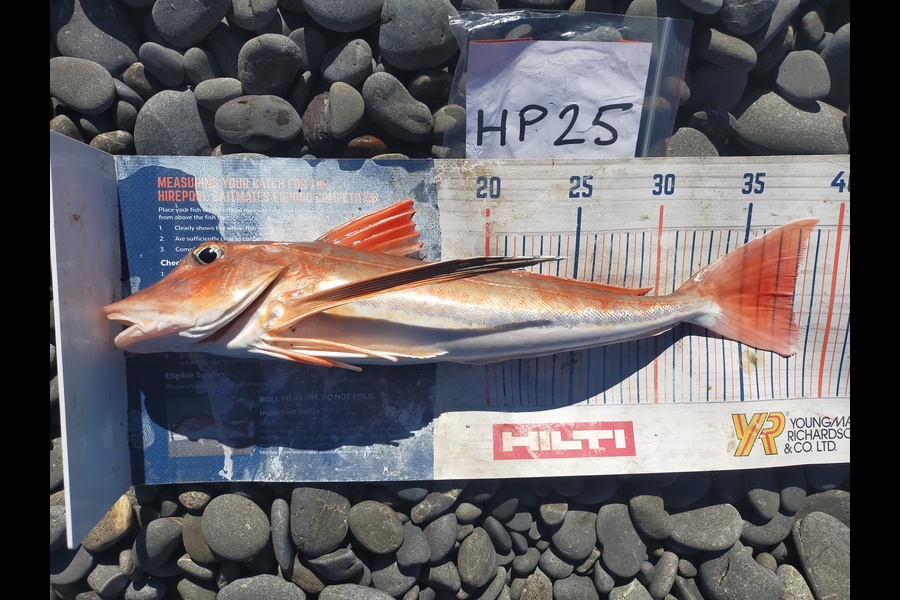 Laurence Knighton caught this 38cm Gurnard at Canterbury during The Hirepool Baitmates Fishing Comp
