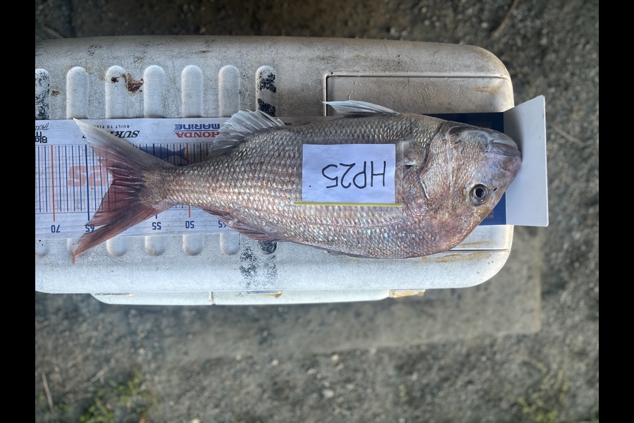 Rowan Young caught this 61cm Snapper at Nelson/Marlborough during The Hirepool Baitmates Fishing Comp