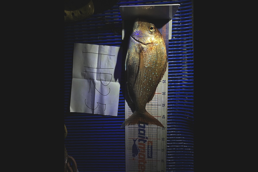 Elvincent Castaneda caught this 43.5cm Snapper at Bay of Plenty during The Hirepool Baitmates Fishing Comp