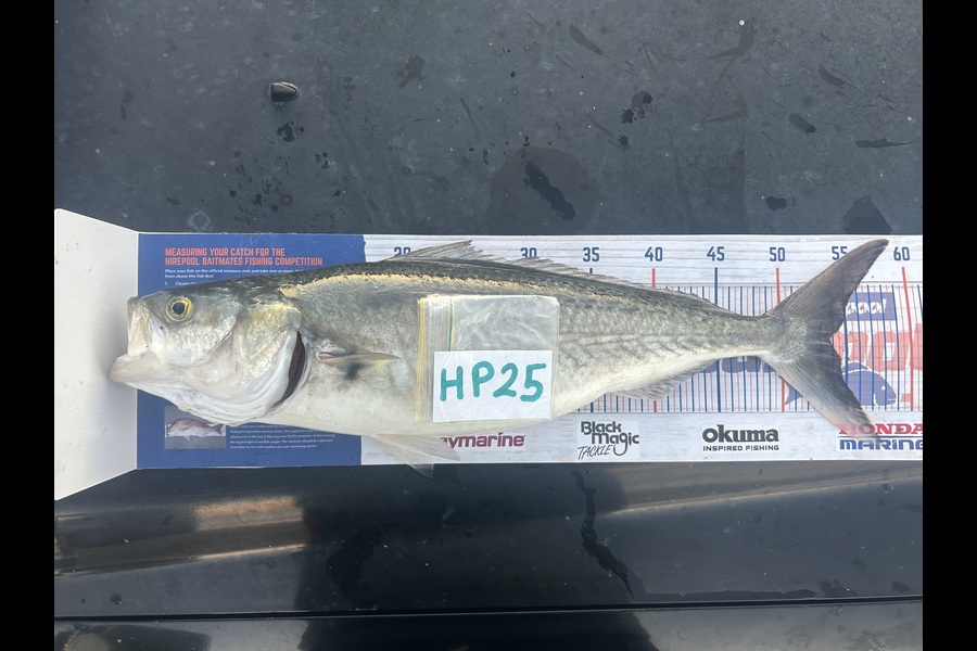 Arthur Aldridge caught this 53.5cm Kahawai at Nelson/Marlborough during The Hirepool Baitmates Fishing Comp