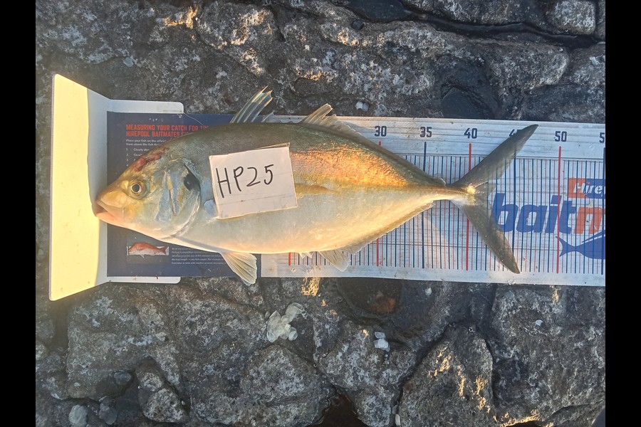 Phill Saunders caught this 42.0cm Trevally at Coromandel during The Hirepool Baitmates Fishing Comp