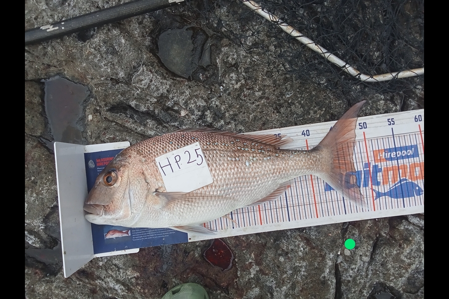Phill Saunders caught this 47.5cm Snapper at Coromandel during The Hirepool Baitmates Fishing Comp
