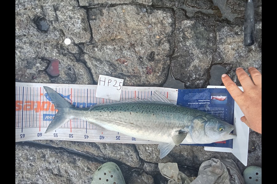 Phill Saunders caught this 53.5cm Kahawai at Coromandel during The Hirepool Baitmates Fishing Comp