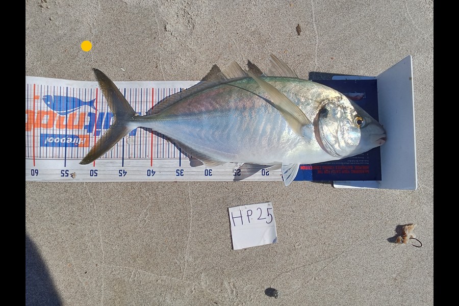 Phill Saunders caught this 46.5cm Trevally at Coromandel during The Hirepool Baitmates Fishing Comp