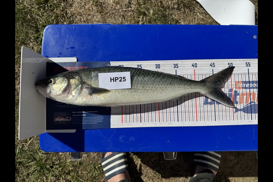 Dion Oleary caught this 46.0cm Kahawai at Coromandel during The Hirepool Baitmates Fishing Comp
