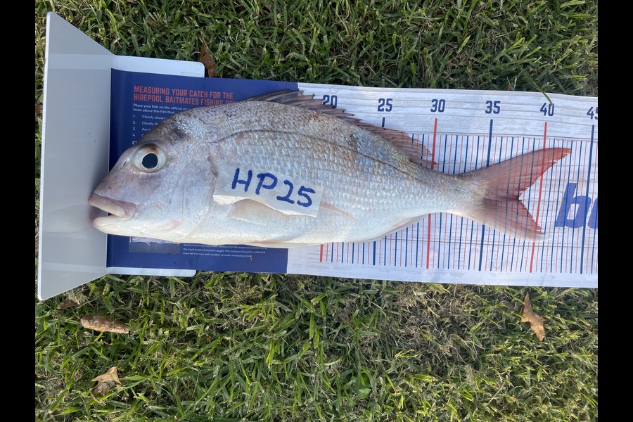 Johan Swanepoel caught this 38.0cm Snapper at Auckland during The Hirepool Baitmates Fishing Comp