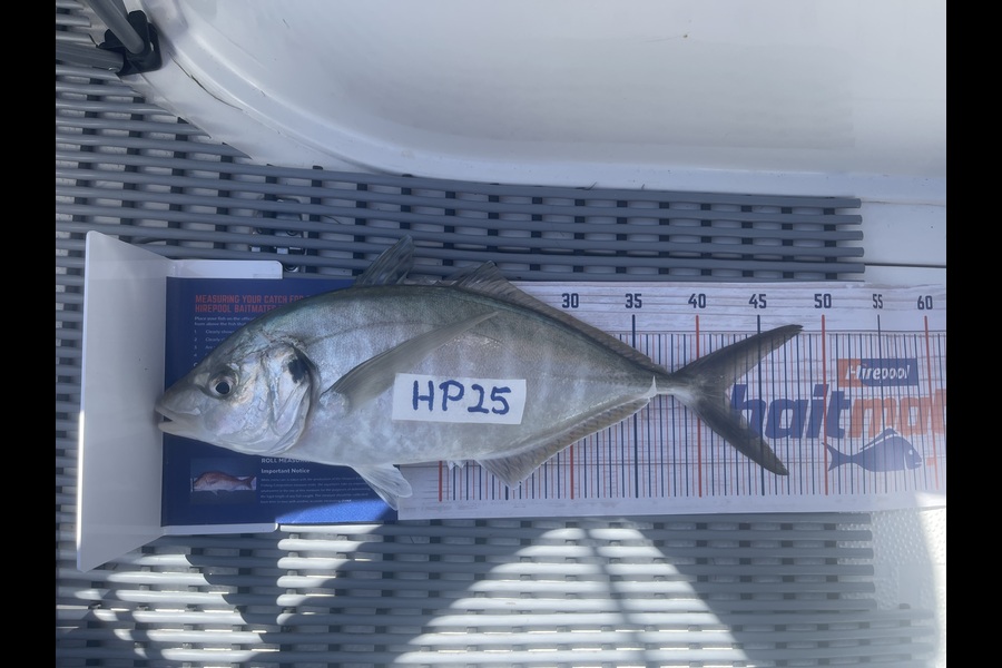 Johan Swanepoel caught this 42.0cm Trevally at Auckland during The Hirepool Baitmates Fishing Comp