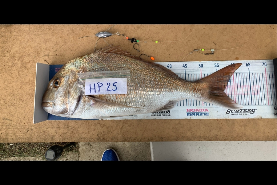 John Ra caught this 56.5cm Snapper at Northland during The Hirepool Baitmates Fishing Comp
