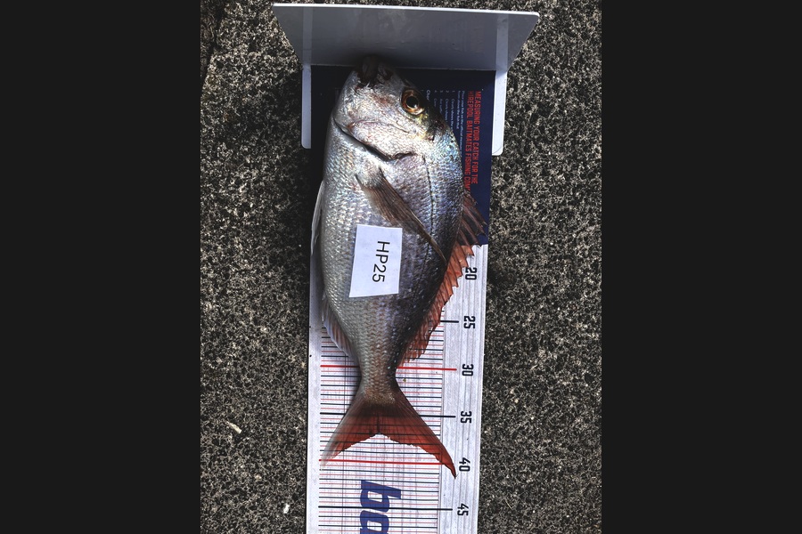 Brayden Wright caught this 36.5cm Snapper at Coromandel during The Hirepool Baitmates Fishing Comp