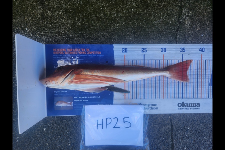 Cory Piggales caught this 36.0cm Gurnard at Auckland during The Hirepool Baitmates Fishing Comp