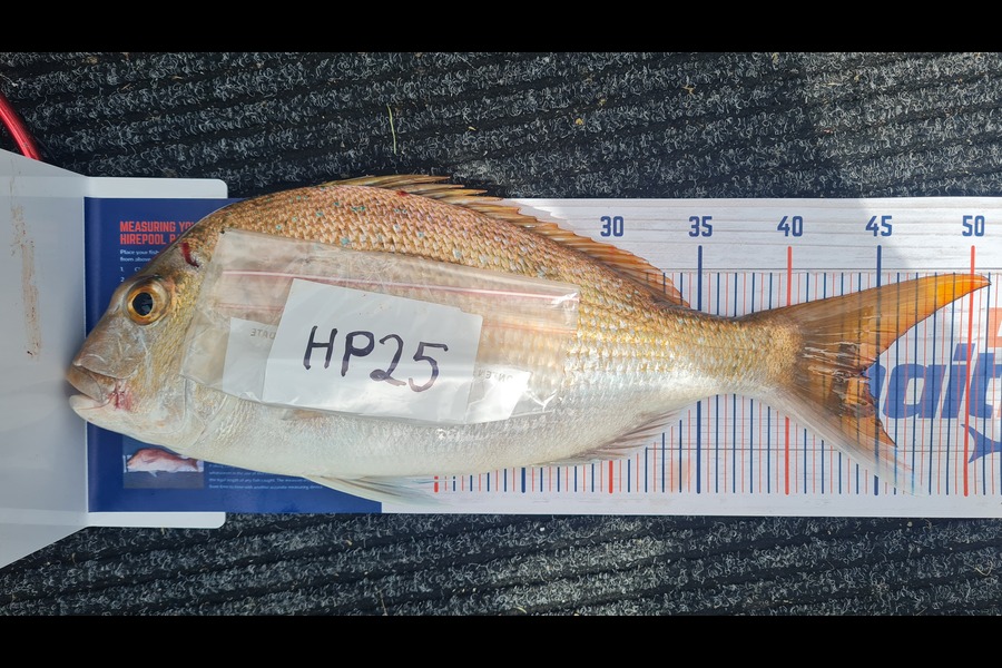 Brian Snooks caught this 44.0cm Snapper at Northland during The Hirepool Baitmates Fishing Comp