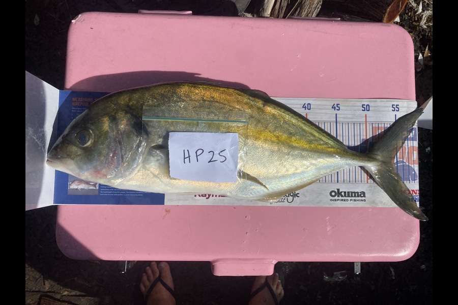 Raewyn Flay caught this 54.5cm Trevally at Northland during The Hirepool Baitmates Fishing Comp