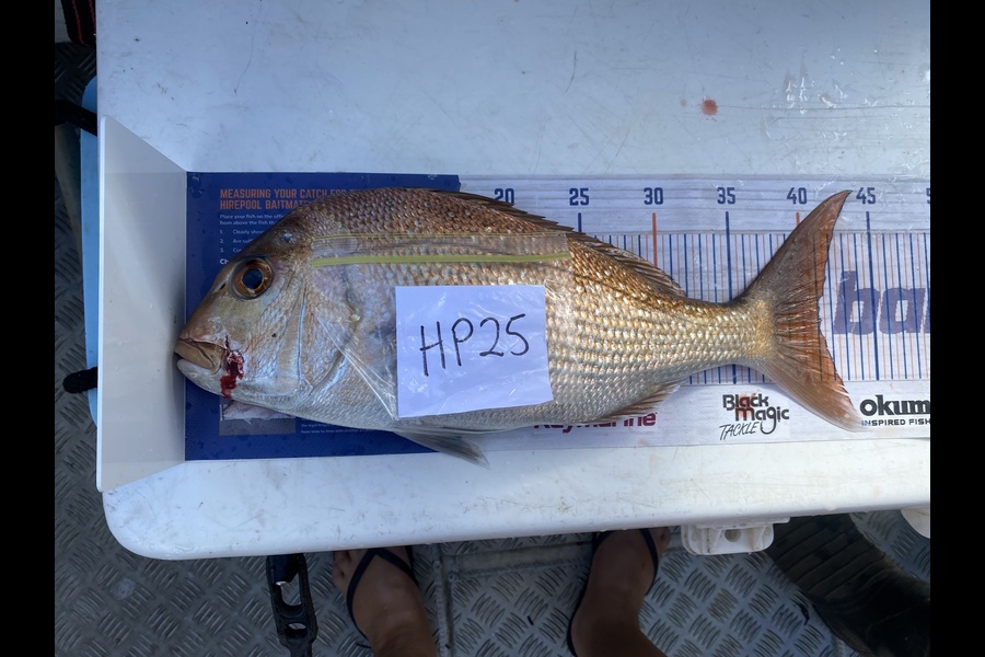 Tony Flay caught this 41.0cm Snapper at Northland during The Hirepool Baitmates Fishing Comp