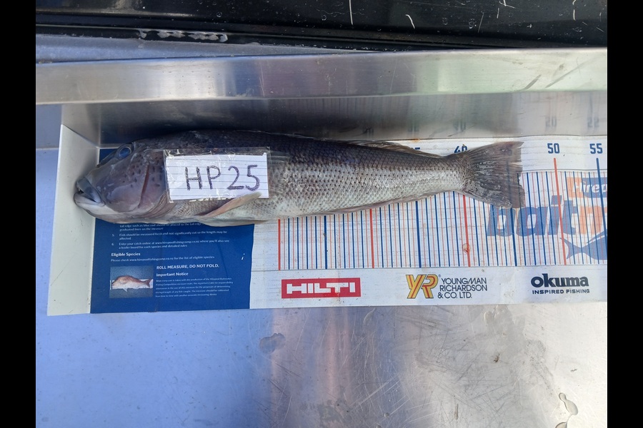 Ray Van Driel caught this 46.0cm Blue Cod at Wellington during The Hirepool Baitmates Fishing Comp