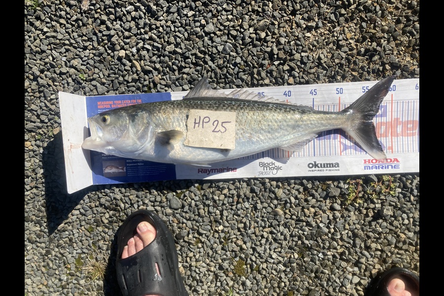 David Monagan caught this 56.0cm Kahawai at Hawkes Bay during The Hirepool Baitmates Fishing Comp