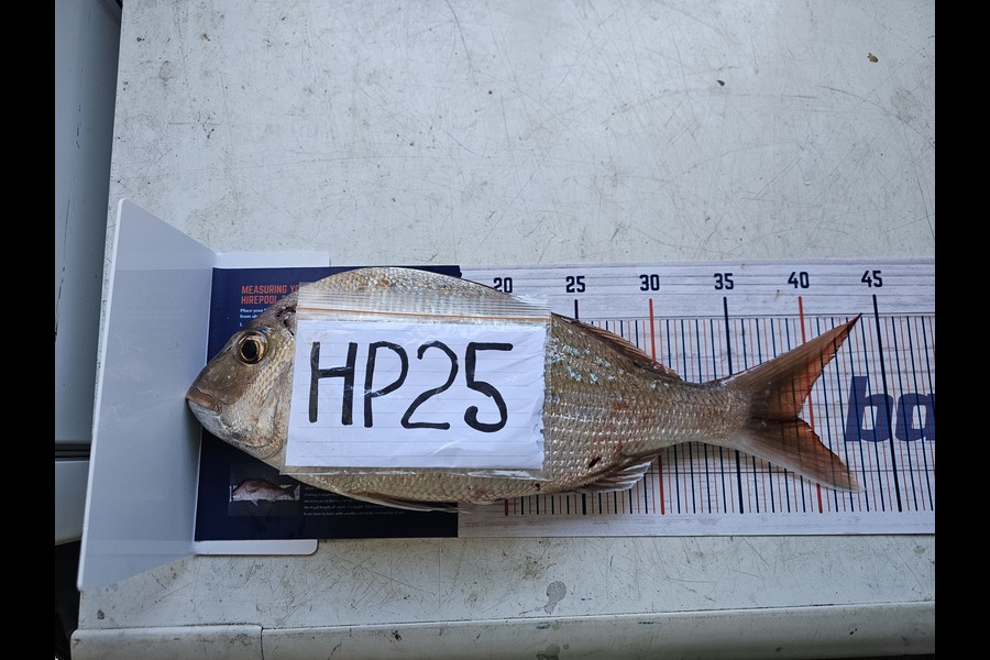 Paula Henderson caught this 39.0cm Snapper at Bay of Plenty during The Hirepool Baitmates Fishing Comp