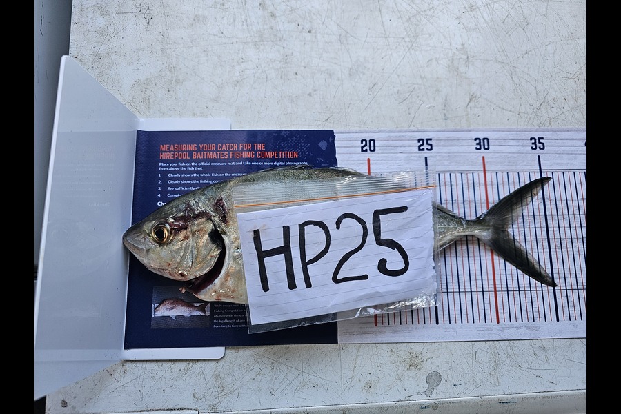 Paula Henderson caught this 31.5cm Trevally at Bay of Plenty during The Hirepool Baitmates Fishing Comp