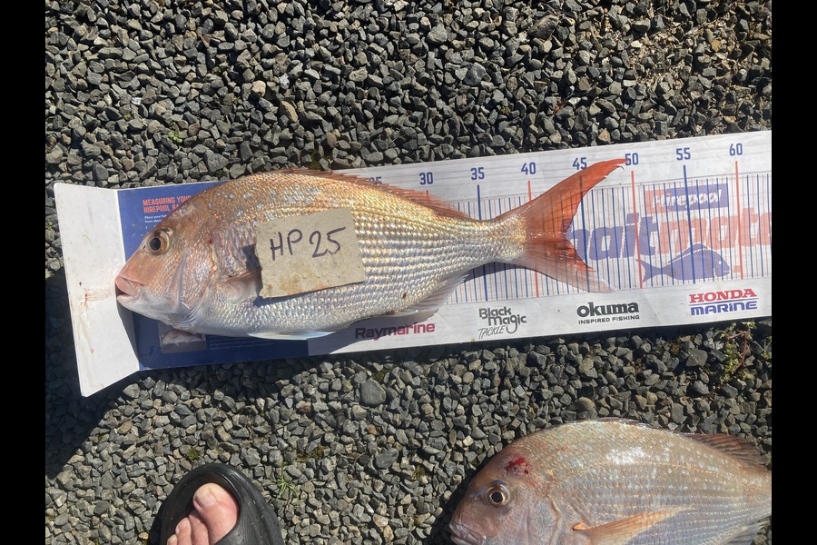 David Monagan caught this 43.0cm Snapper at Hawkes Bay during The Hirepool Baitmates Fishing Comp
