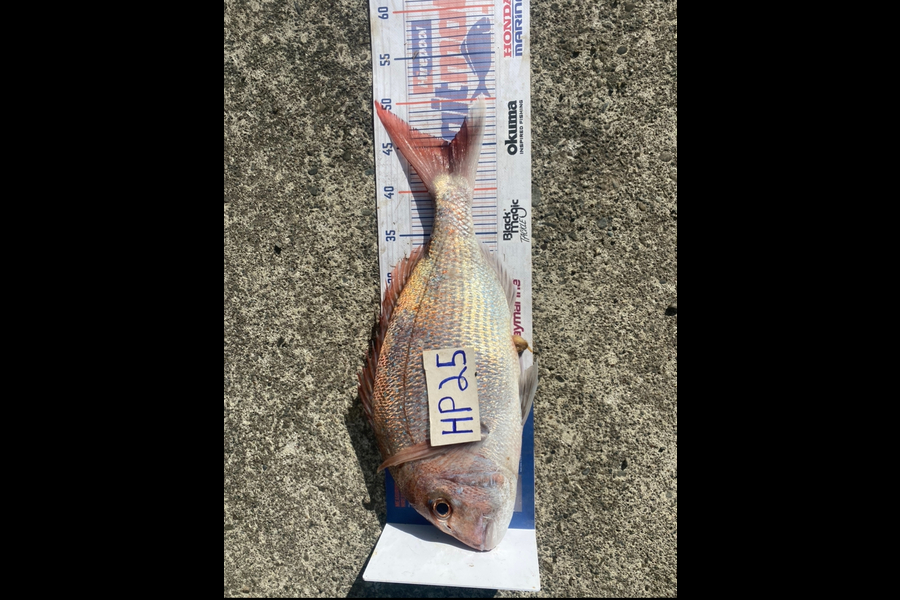 Andrew Russell caught this 45.0cm Snapper at Manawatu during The Hirepool Baitmates Fishing Comp