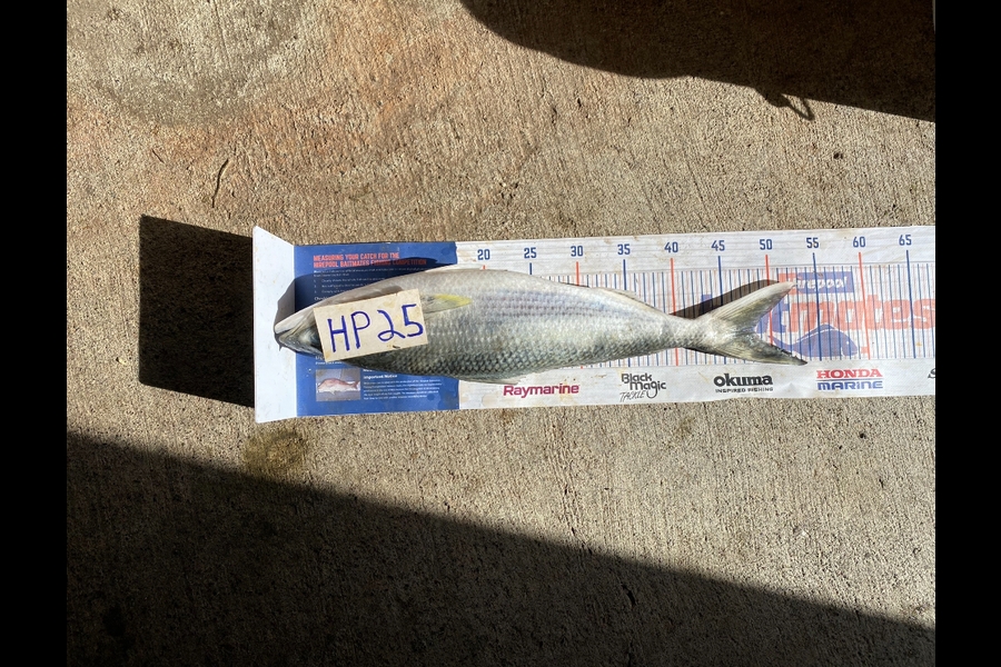 Andrew Russell caught this 48.0cm Kahawai at Manawatu during The Hirepool Baitmates Fishing Comp