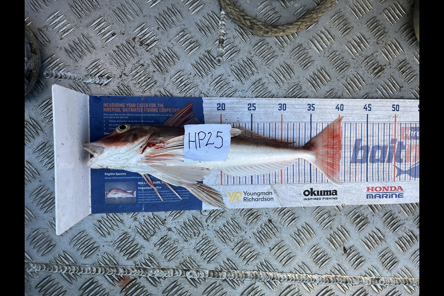 James Farley caught this 40.0cm Gurnard at Auckland during The Hirepool Baitmates Fishing Comp
