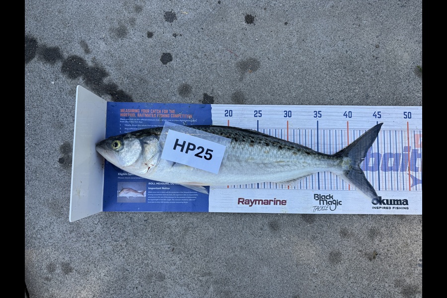 Nicholas Mowlem caught this 41.5cm Kahawai at Bay of Plenty during The Hirepool Baitmates Fishing Comp