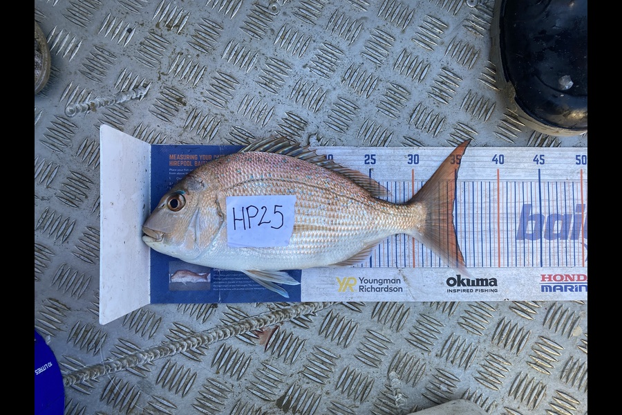 James Farley caught this 34.5cm Snapper at Auckland during The Hirepool Baitmates Fishing Comp