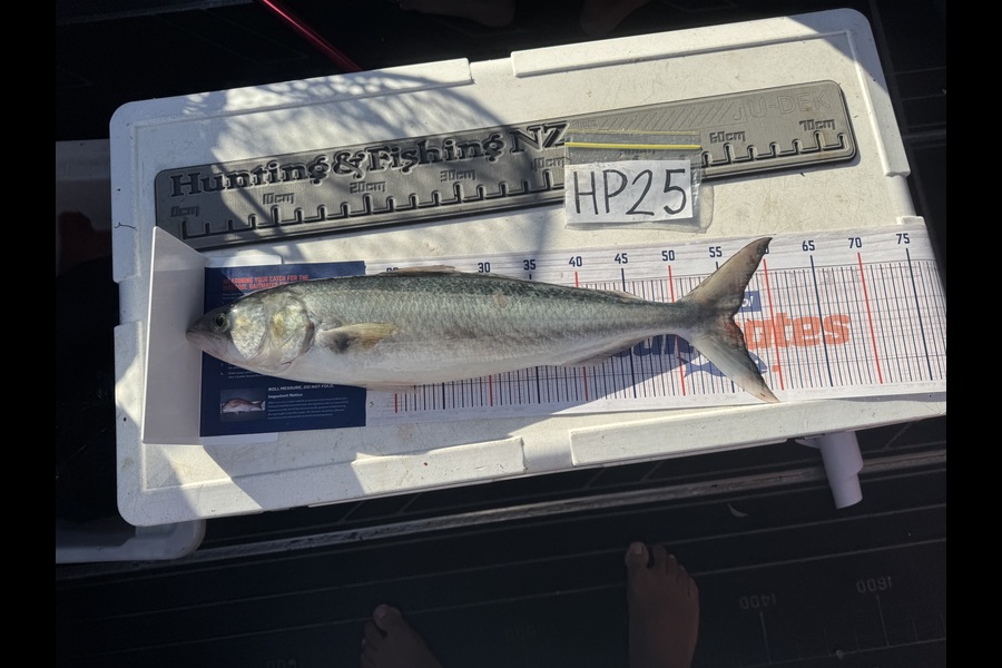 Kina Paea caught this 55.5cm Kahawai at Wellington during The Hirepool Baitmates Fishing Comp